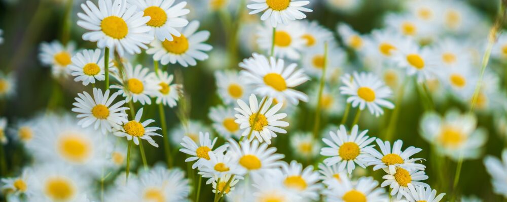 field of daisys