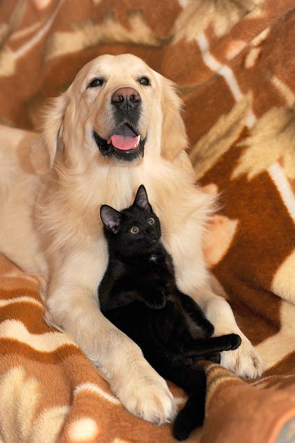 black cat and golden retriever