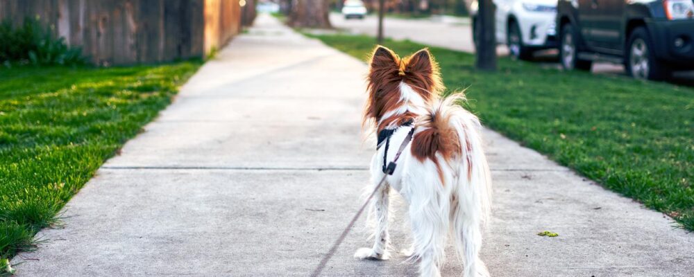 walking a dog on sidewalk