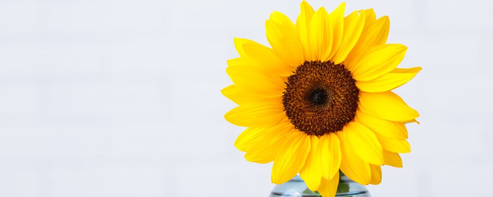 sunflower in a clear vase